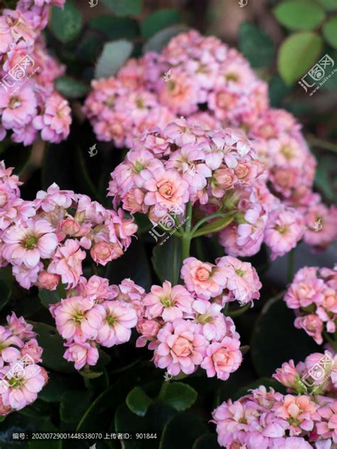 長壽花|长寿花（景天科伽蓝菜属植物）